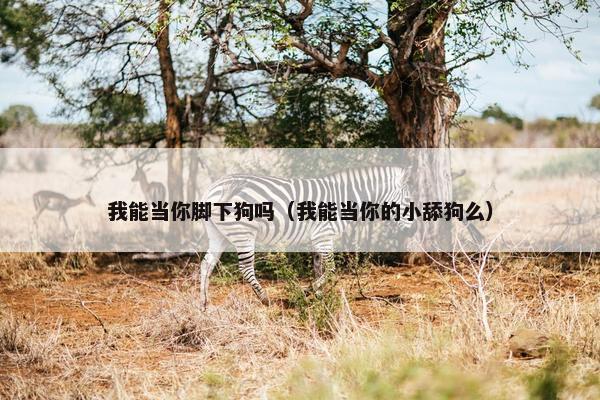 我能当你脚下狗吗（我能当你的小舔狗么）
