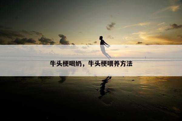 牛头梗喝奶，牛头梗喂养方法