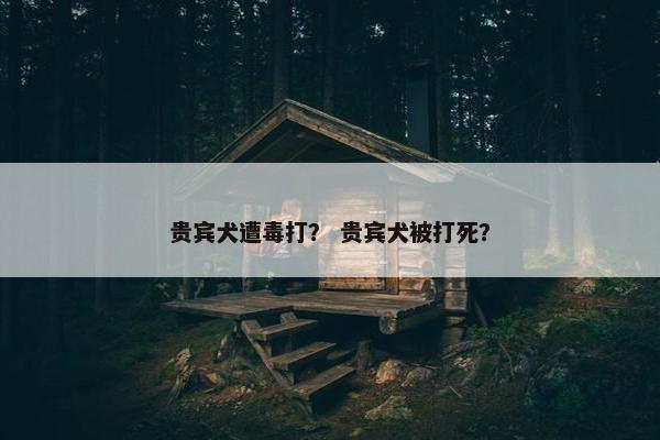 贵宾犬遭毒打？ 贵宾犬被打死？