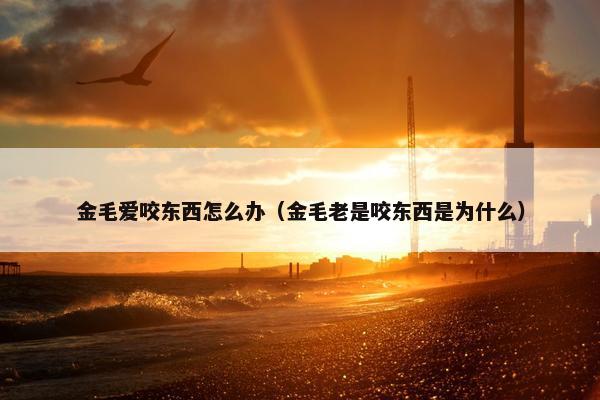 金毛爱咬东西怎么办（金毛老是咬东西是为什么）