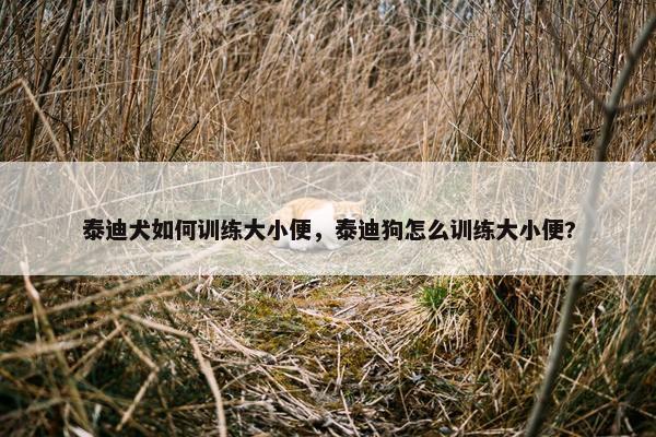 泰迪犬如何训练大小便，泰迪狗怎么训练大小便?