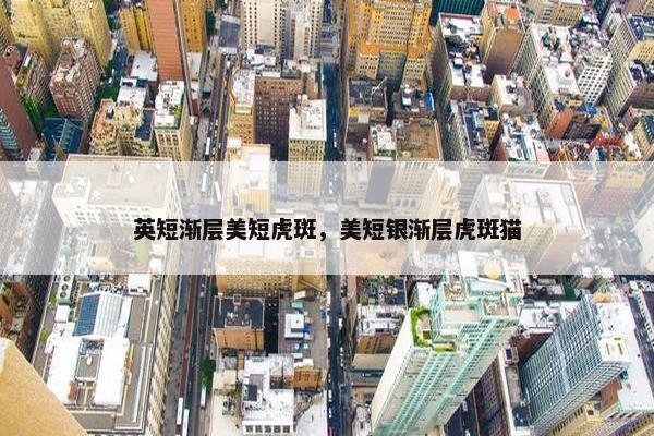 英短渐层美短虎斑，美短银渐层虎斑猫