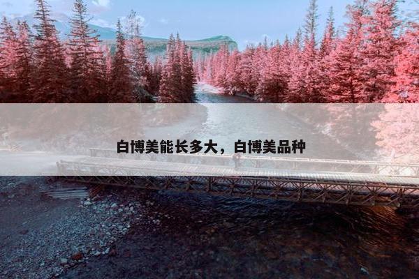 白博美能长多大，白博美品种