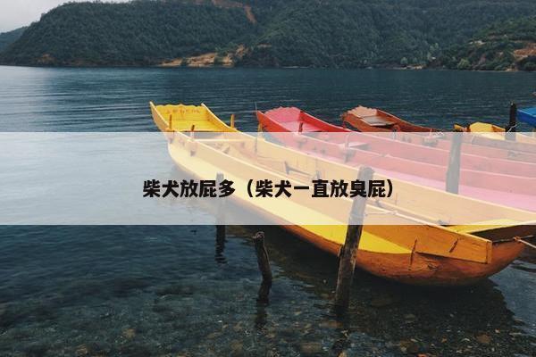 柴犬放屁多（柴犬一直放臭屁）
