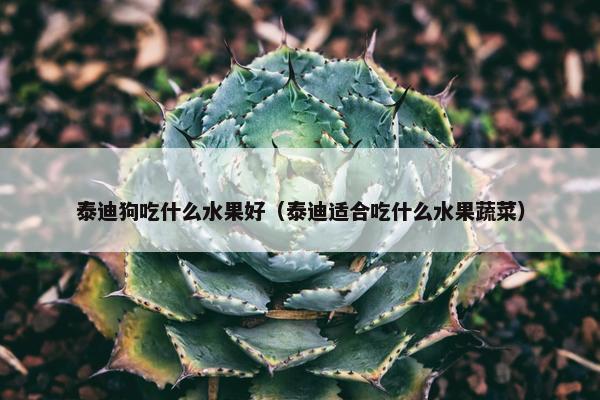 泰迪狗吃什么水果好（泰迪适合吃什么水果蔬菜）