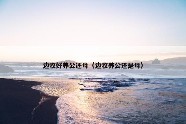 边牧好养公还母（边牧养公还是母）