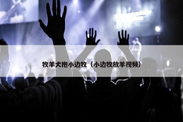 牧羊犬抱小边牧（小边牧放羊视频）