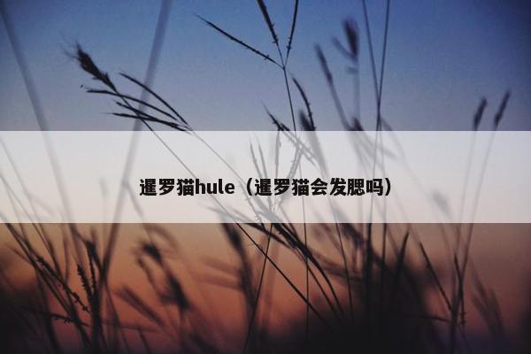 暹罗猫hule（暹罗猫会发腮吗）