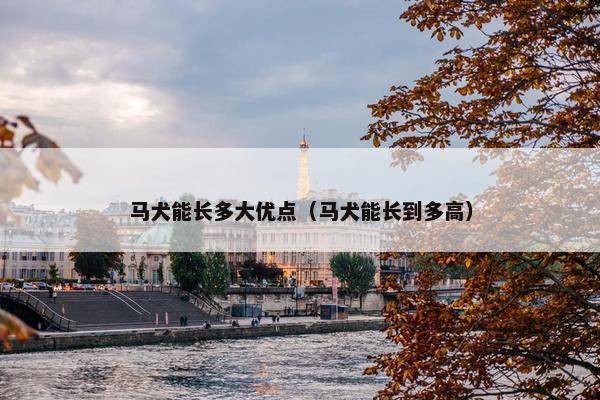 马犬能长多大优点（马犬能长到多高）