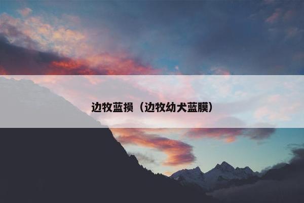 边牧蓝损（边牧幼犬蓝膜）