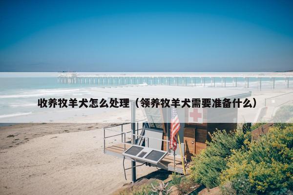 收养牧羊犬怎么处理（领养牧羊犬需要准备什么）