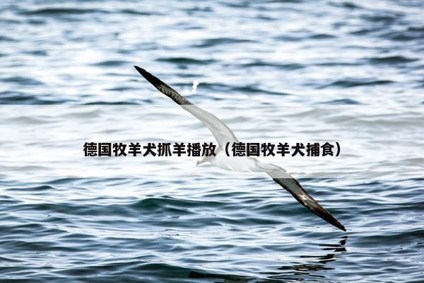 德国牧羊犬抓羊播放（德国牧羊犬捕食）