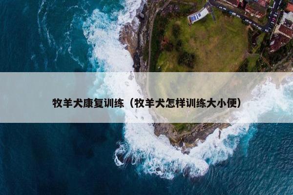 牧羊犬康复训练（牧羊犬怎样训练大小便）