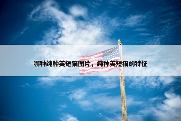 哪种纯种英短猫图片，纯种英短猫的特征