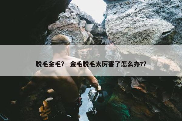 脱毛金毛？ 金毛脱毛太厉害了怎么办?？