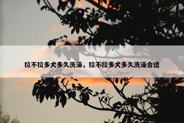拉不拉多犬多久洗澡，拉不拉多犬多久洗澡合适