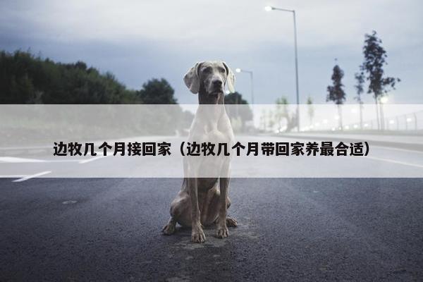 边牧几个月接回家（边牧几个月带回家养最合适）
