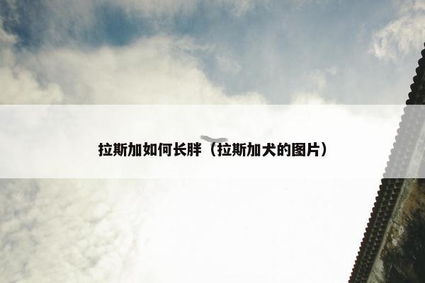 拉斯加如何长胖（拉斯加犬的图片）