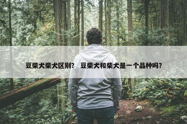 豆柴犬柴犬区别？ 豆柴犬和柴犬是一个品种吗？