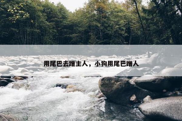 用尾巴去蹭主人，小狗用尾巴蹭人