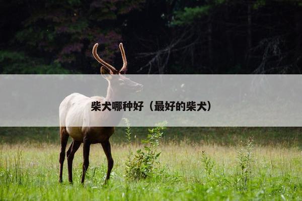 柴犬哪种好（最好的柴犬）
