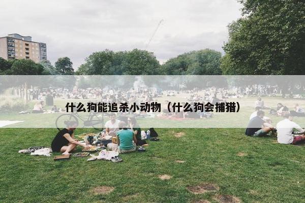什么狗能追杀小动物（什么狗会捕猎）