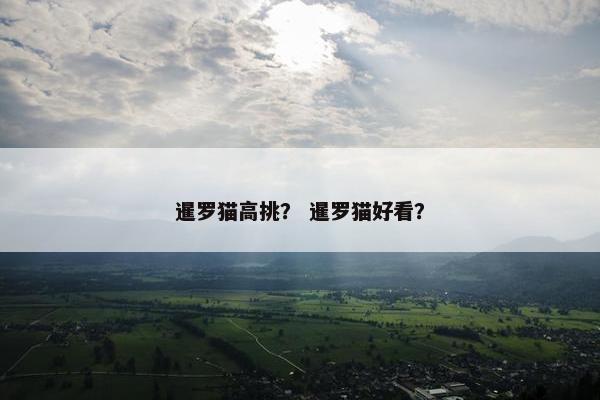 暹罗猫高挑？ 暹罗猫好看？