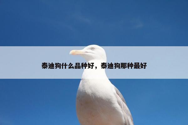 泰迪狗什么品种好，泰迪狗那种最好