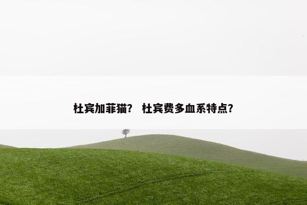 杜宾加菲猫？ 杜宾费多血系特点？