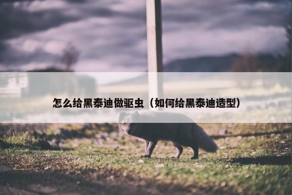 怎么给黑泰迪做驱虫（如何给黑泰迪造型）