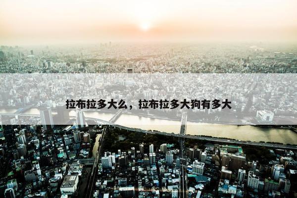 拉布拉多大么，拉布拉多大狗有多大