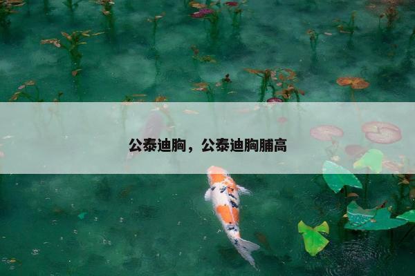 公泰迪胸，公泰迪胸脯高