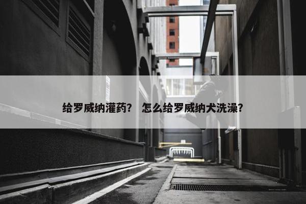 给罗威纳灌药？ 怎么给罗威纳犬洗澡？