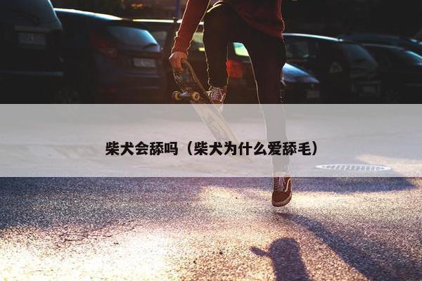 柴犬会舔吗（柴犬为什么爱舔毛）