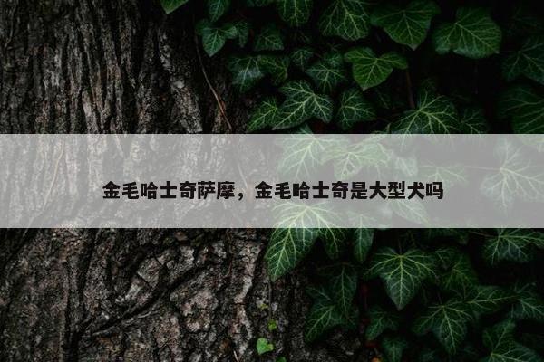 金毛哈士奇萨摩，金毛哈士奇是大型犬吗