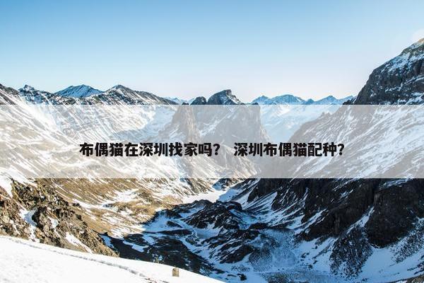 布偶猫在深圳找家吗？ 深圳布偶猫配种？