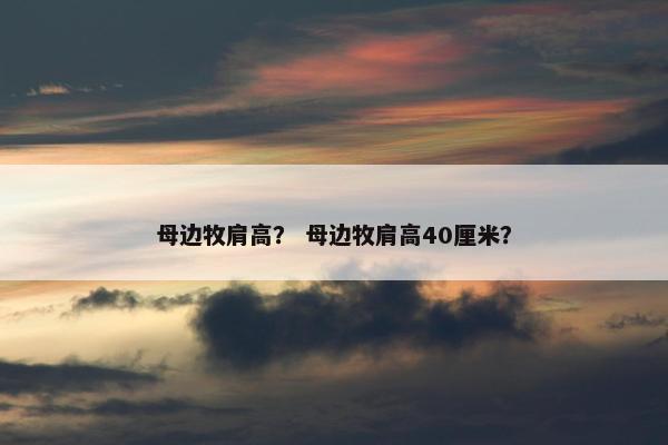 母边牧肩高？ 母边牧肩高40厘米？