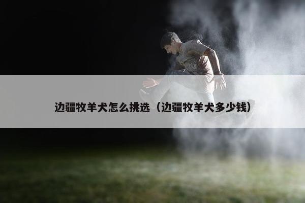 边疆牧羊犬怎么挑选（边疆牧羊犬多少钱）