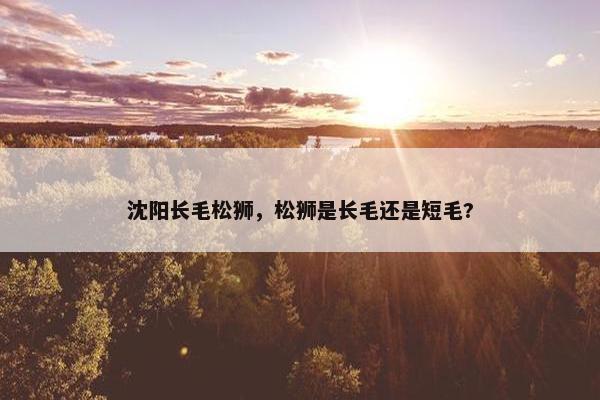 沈阳长毛松狮，松狮是长毛还是短毛?
