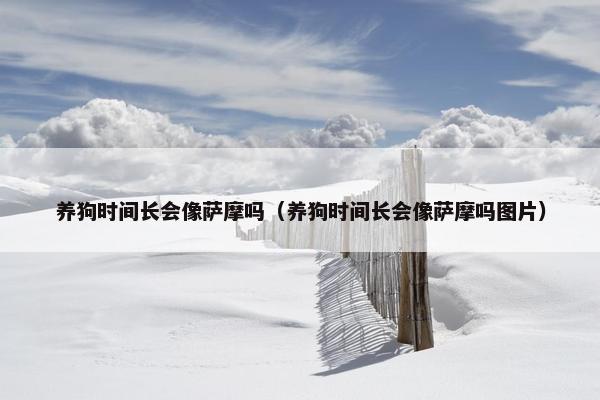 养狗时间长会像萨摩吗（养狗时间长会像萨摩吗图片）