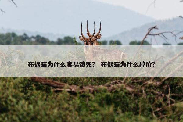 布偶猫为什么容易饿死？ 布偶猫为什么掉价？