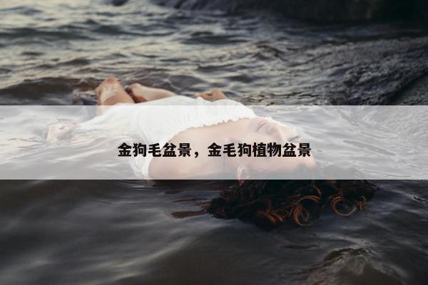 金狗毛盆景，金毛狗植物盆景