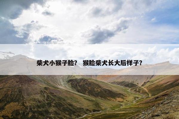 柴犬小猴子脸？ 猴脸柴犬长大后样子？