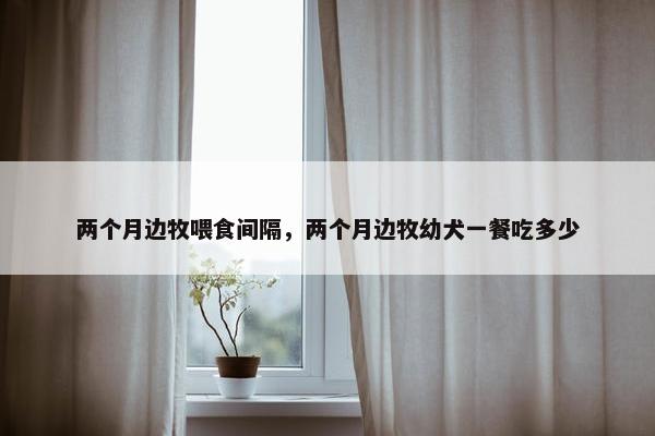 两个月边牧喂食间隔，两个月边牧幼犬一餐吃多少