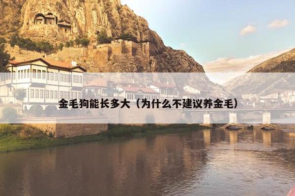 金毛狗能长多大（为什么不建议养金毛）