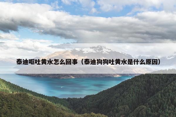 泰迪呕吐黄水怎么回事（泰迪狗狗吐黄水是什么原因）