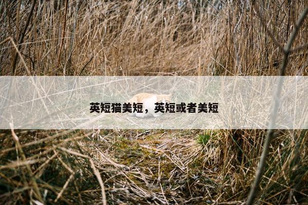 英短猫美短，英短或者美短
