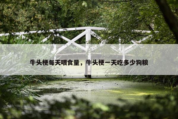牛头梗每天喂食量，牛头梗一天吃多少狗粮