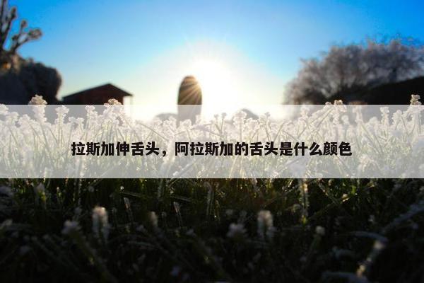 拉斯加伸舌头，阿拉斯加的舌头是什么颜色