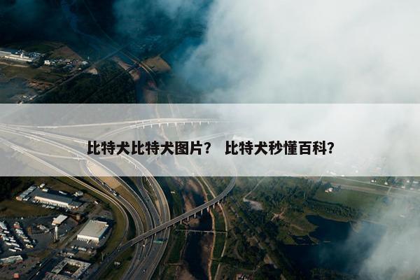 比特犬比特犬图片？ 比特犬秒懂百科？
